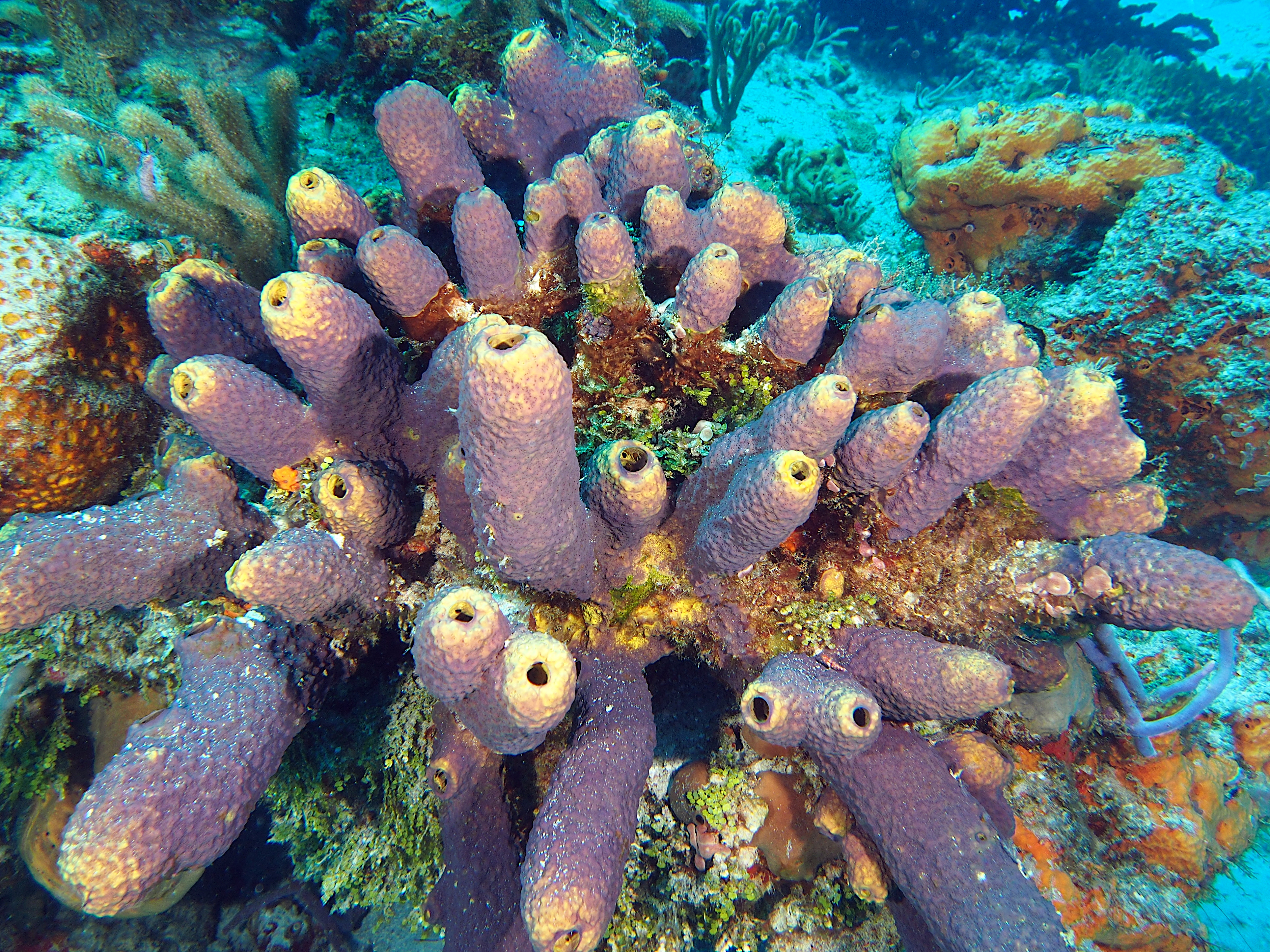 Branching Tube Sponge - Aiolochroia crassa