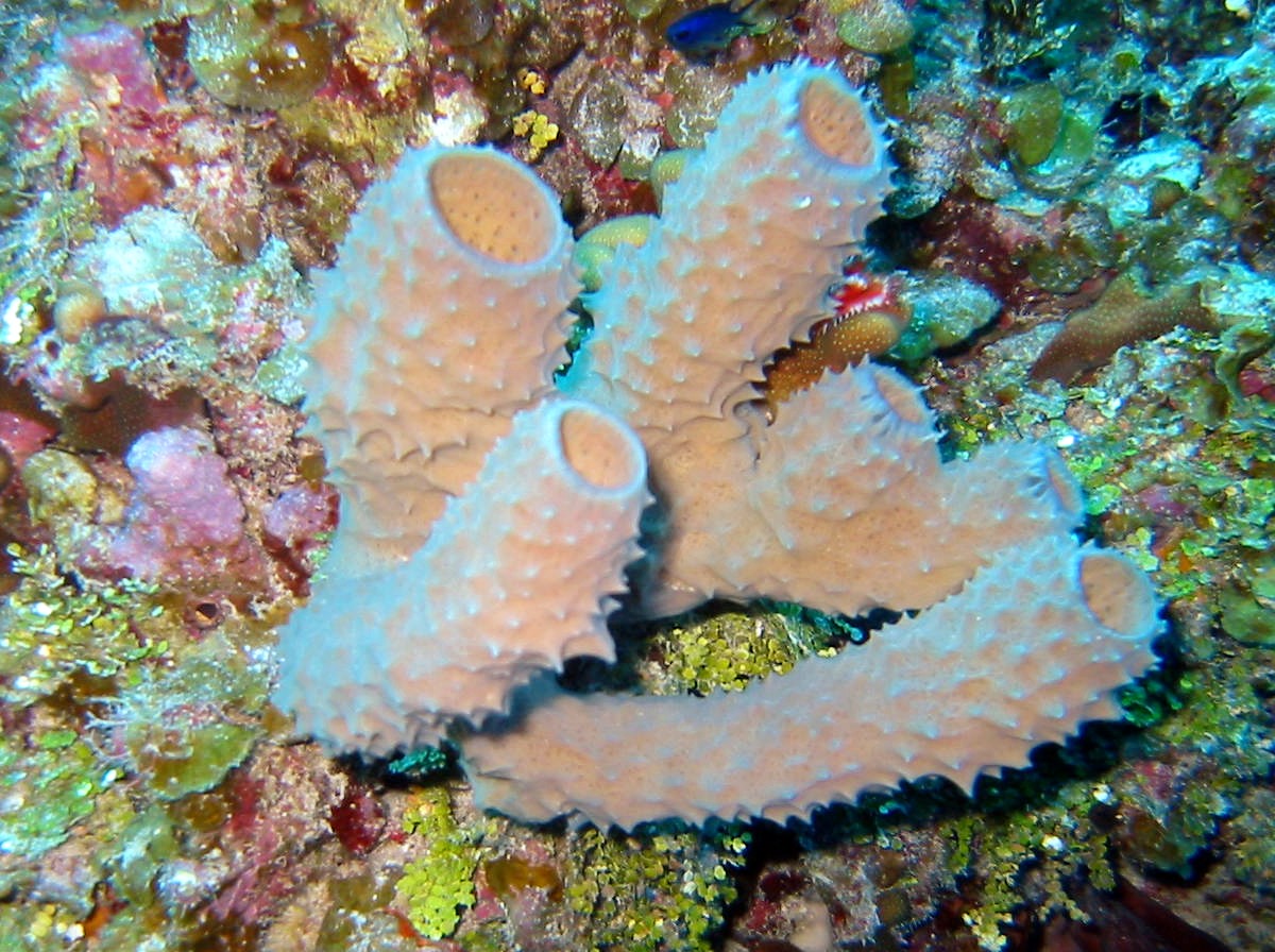 Branching Vase Sponge - Callyspongia aculeata