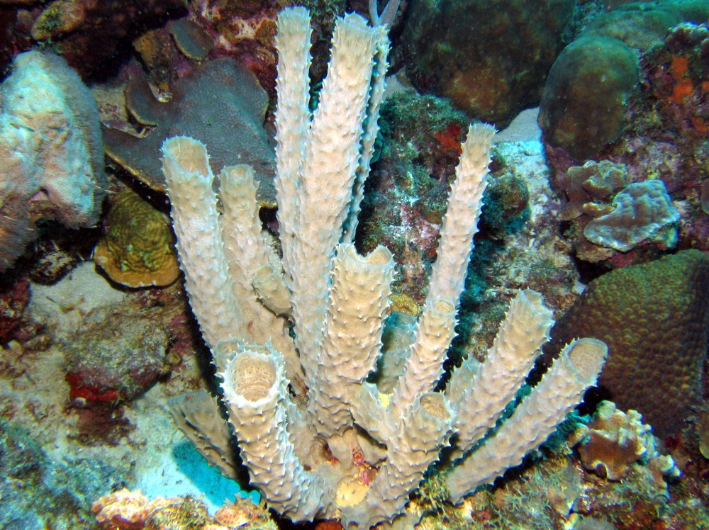 Branching Vase Sponge - Callyspongia aculeata