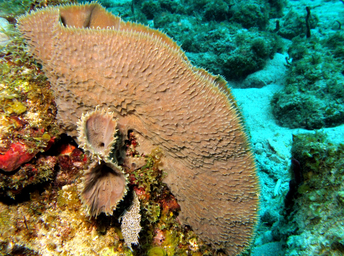 Branching Vase Sponge - Callyspongia aculeata