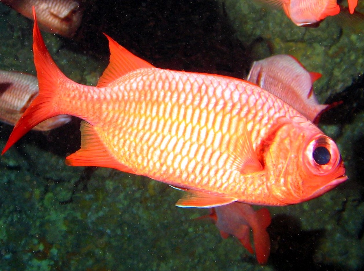 Brick Soldierfish - Myripristis amaena - Lanai, Hawaii