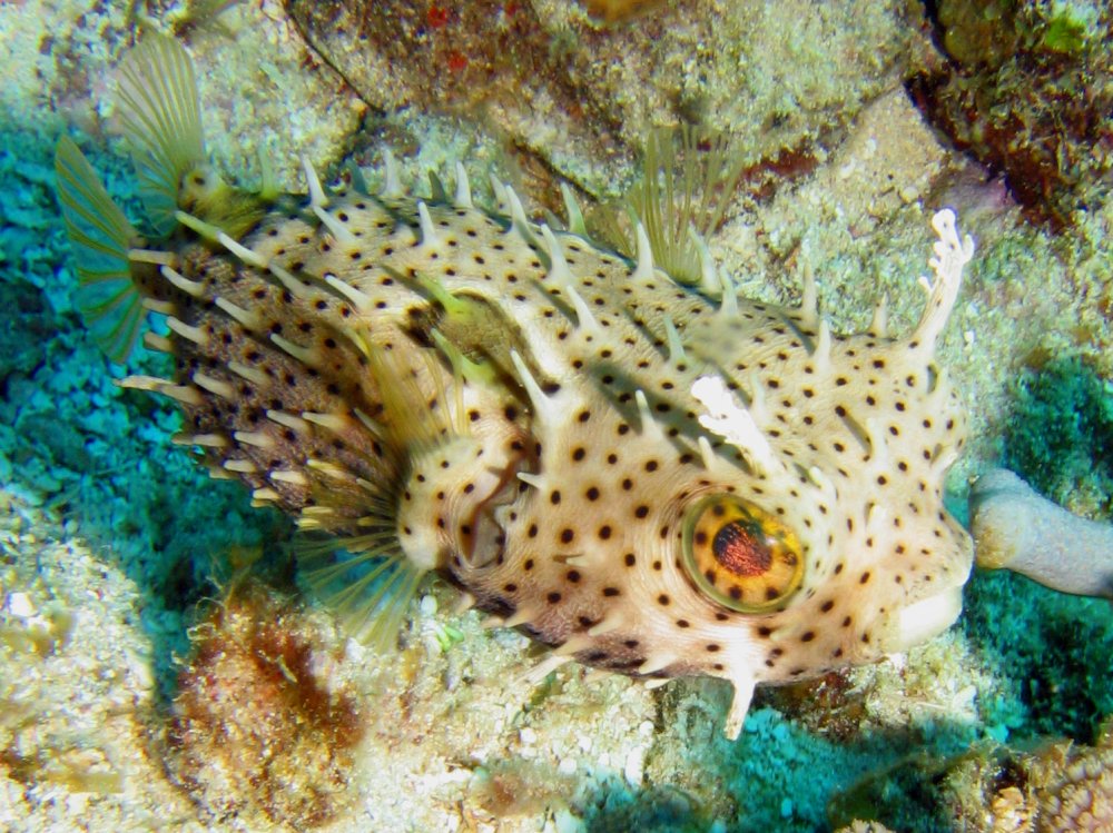 Bridled Burrfish - Chilomycterus antennatus