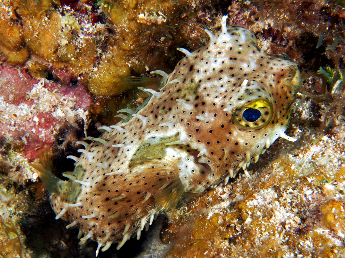 Bridled Burrfish - Chilomycterus antennatus