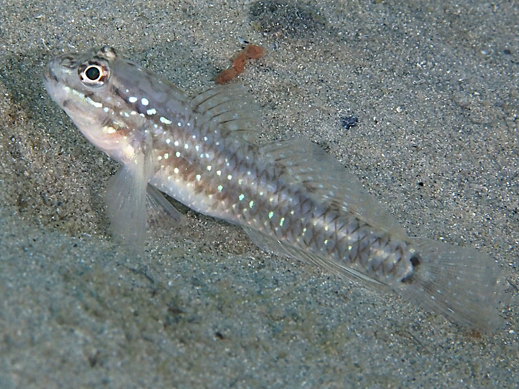 Bridled goby - Coryphopterus glaucofraenum