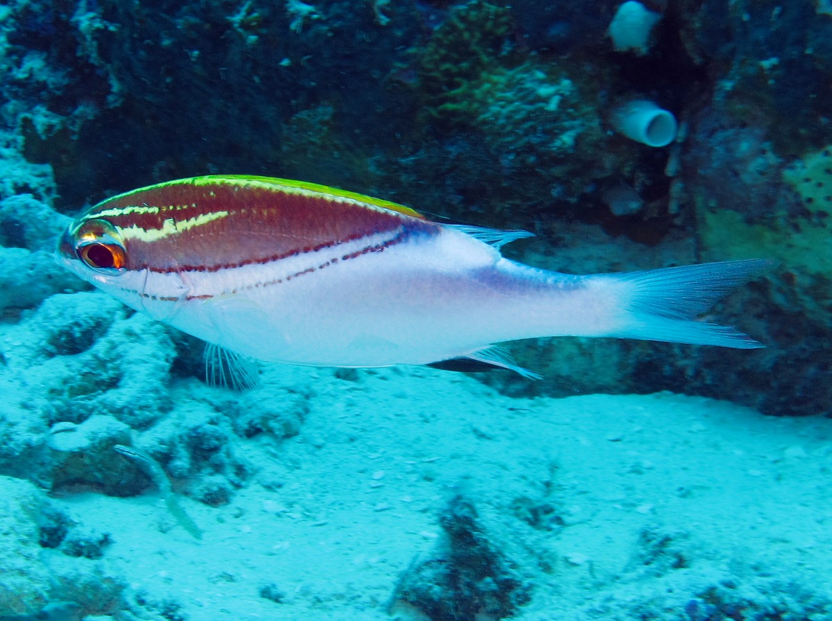 Bridled Monocle Bream - Scolopsis bilineata