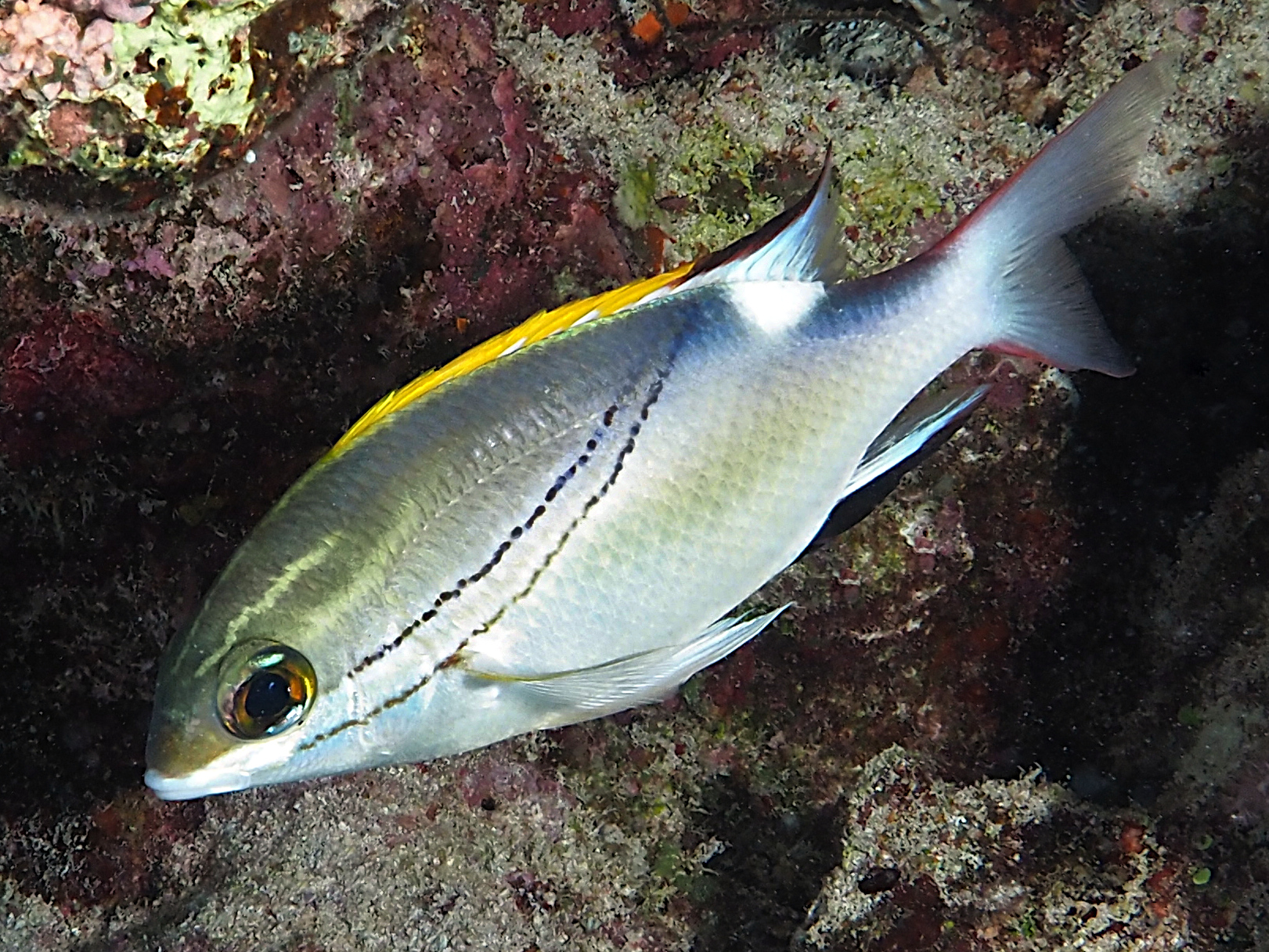 Bridled Monocle Bream - Scolopsis bilineata