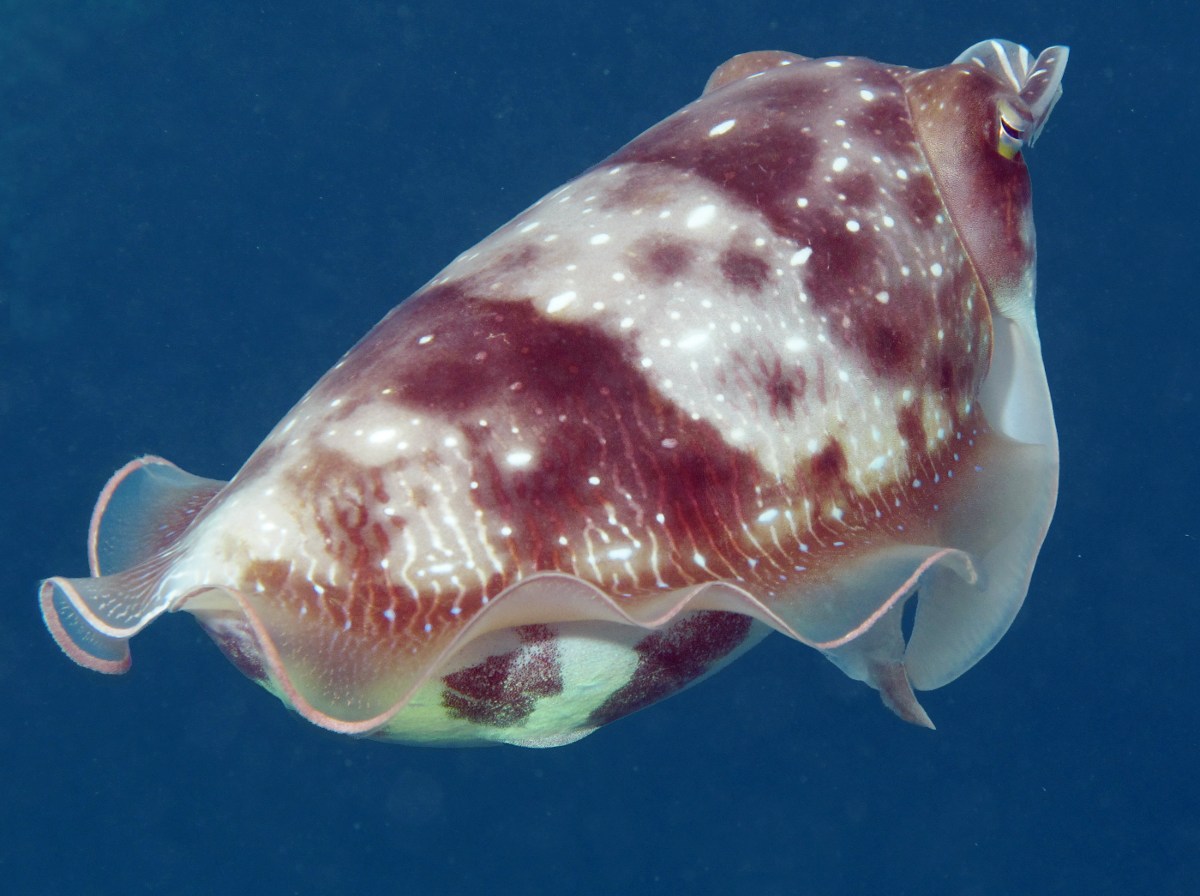 Broadclub Cuttlefish - Sepia latimanus