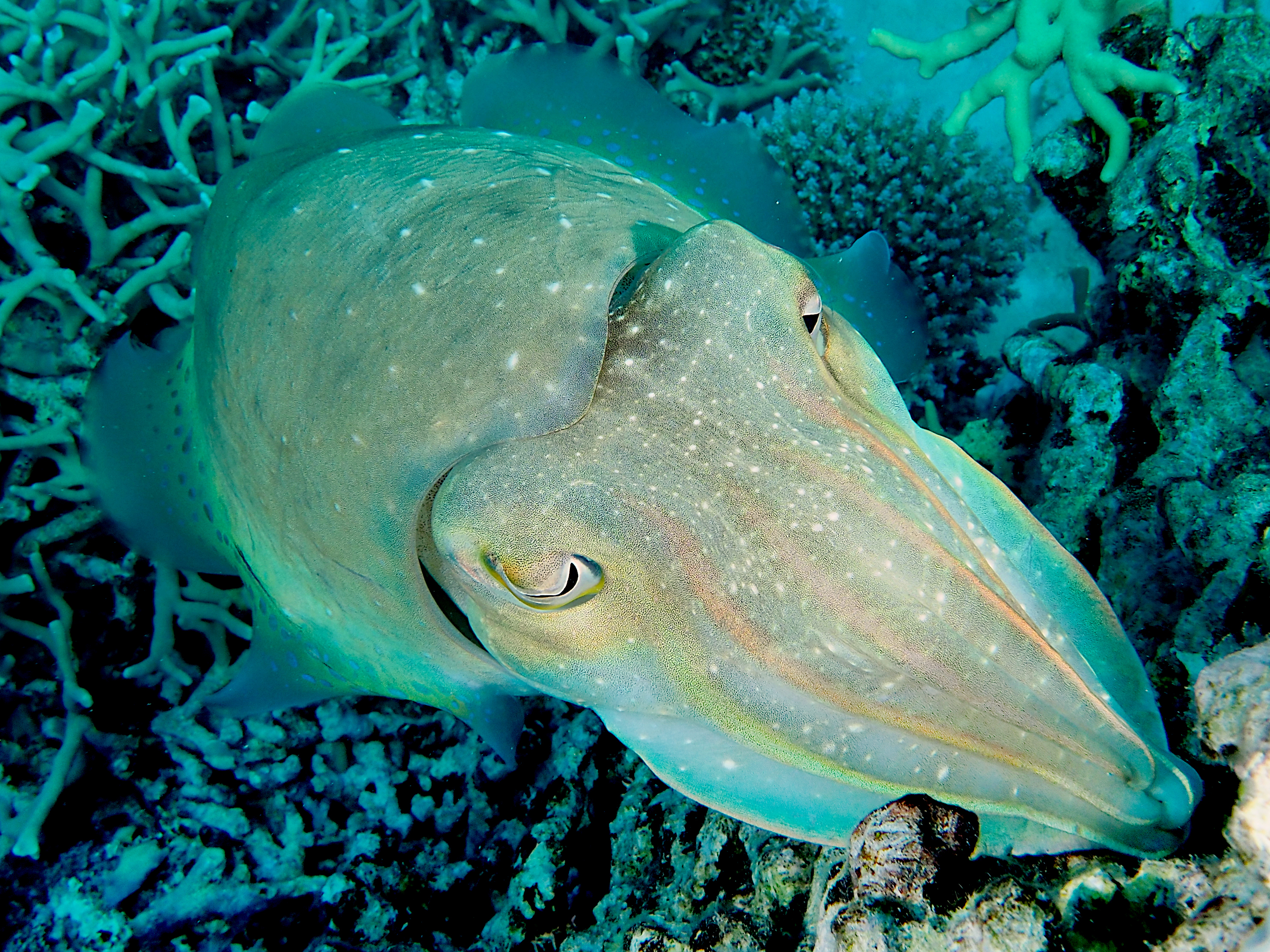 Broadclub Cuttlefish - Sepia latimanus