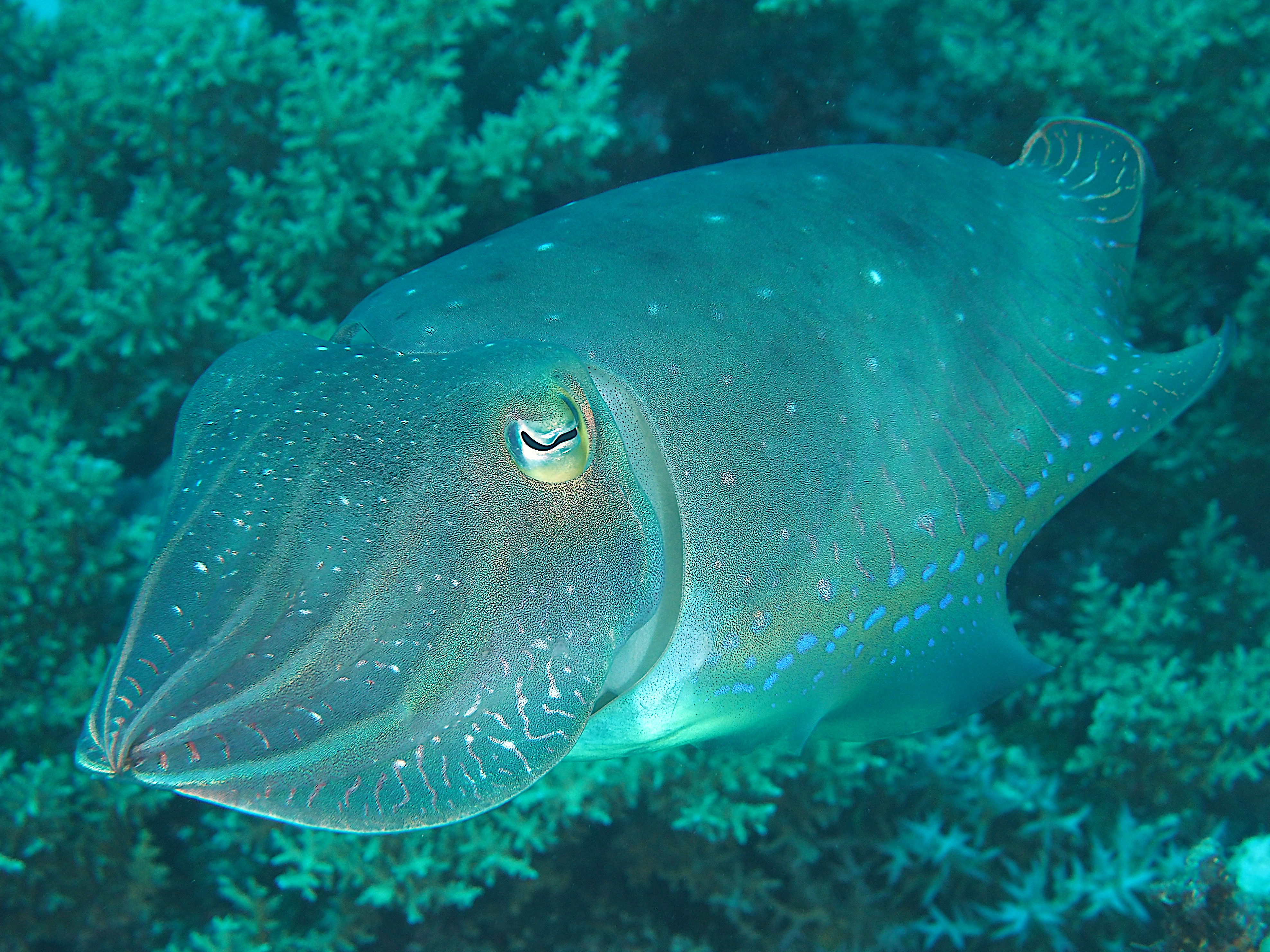 Broadclub Cuttlefish - Sepia latimanus