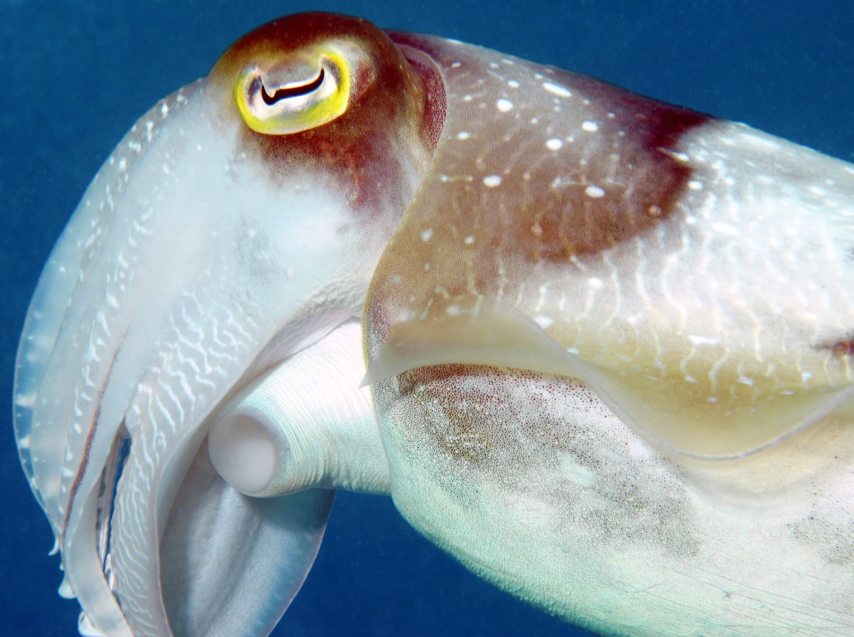 Broadclub Cuttlefish - Sepia latimanus