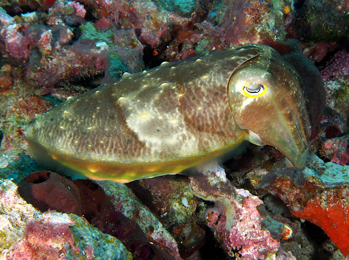 Broadclub Cuttlefish - Sepia latimanus