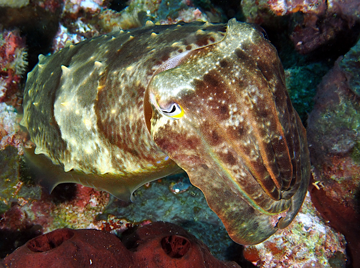 Broadclub Cuttlefish - Sepia latimanus