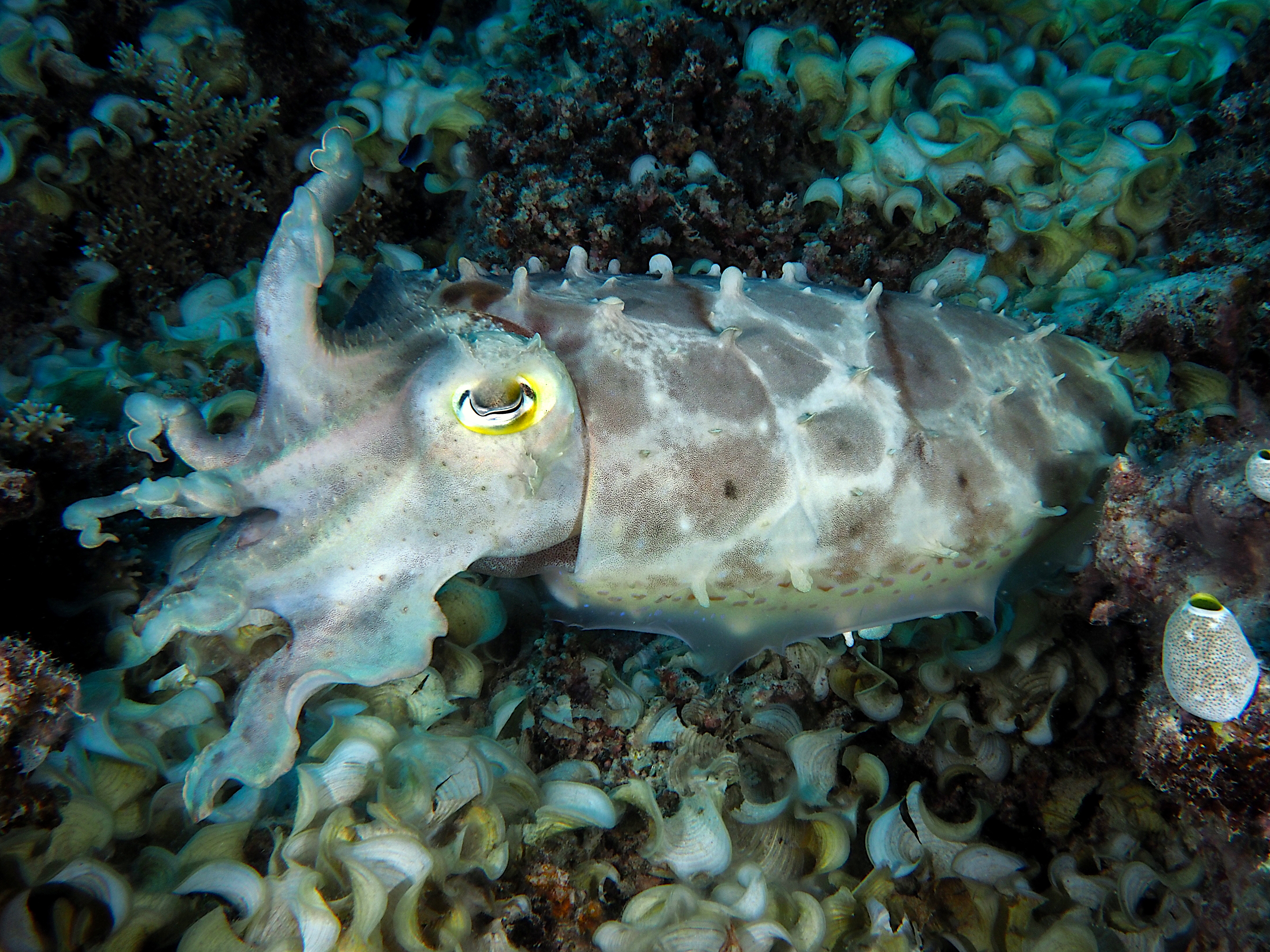 Broadclub Cuttlefish - Sepia latimanus