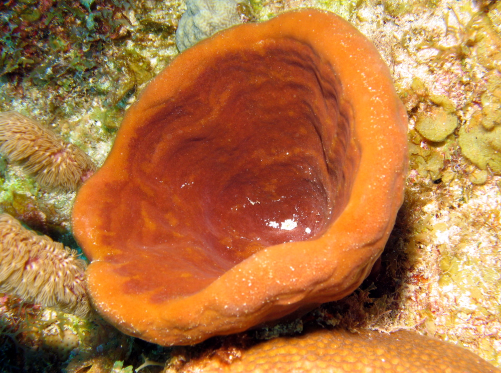 Brown Bowl Sponge - Cribrochalina vasculum