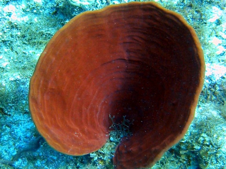 Brown Bowl Sponge - Cribrochalina vasculum