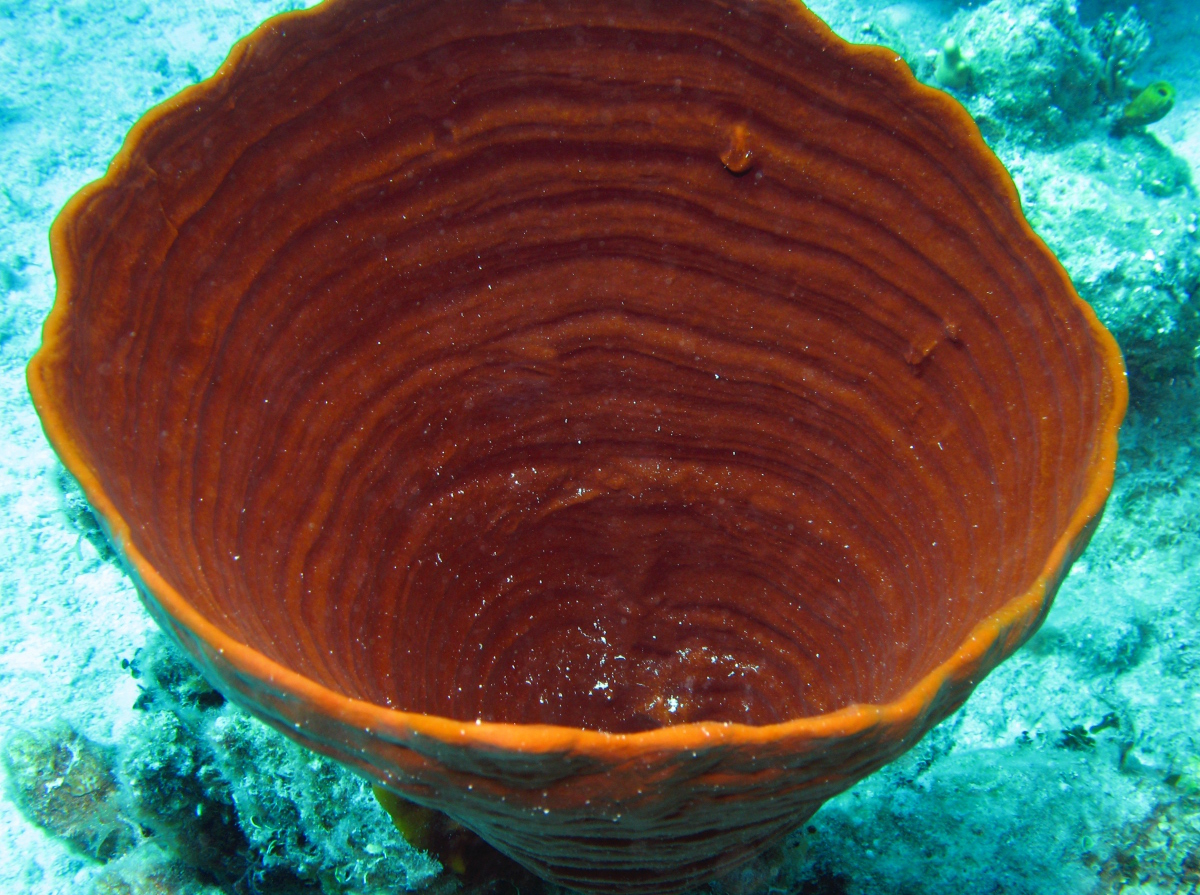 Brown Bowl Sponge - Cribrochalina vasculum