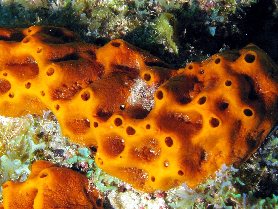 Brown Encrusting Octopus Sponge - Ectyoplasia ferox