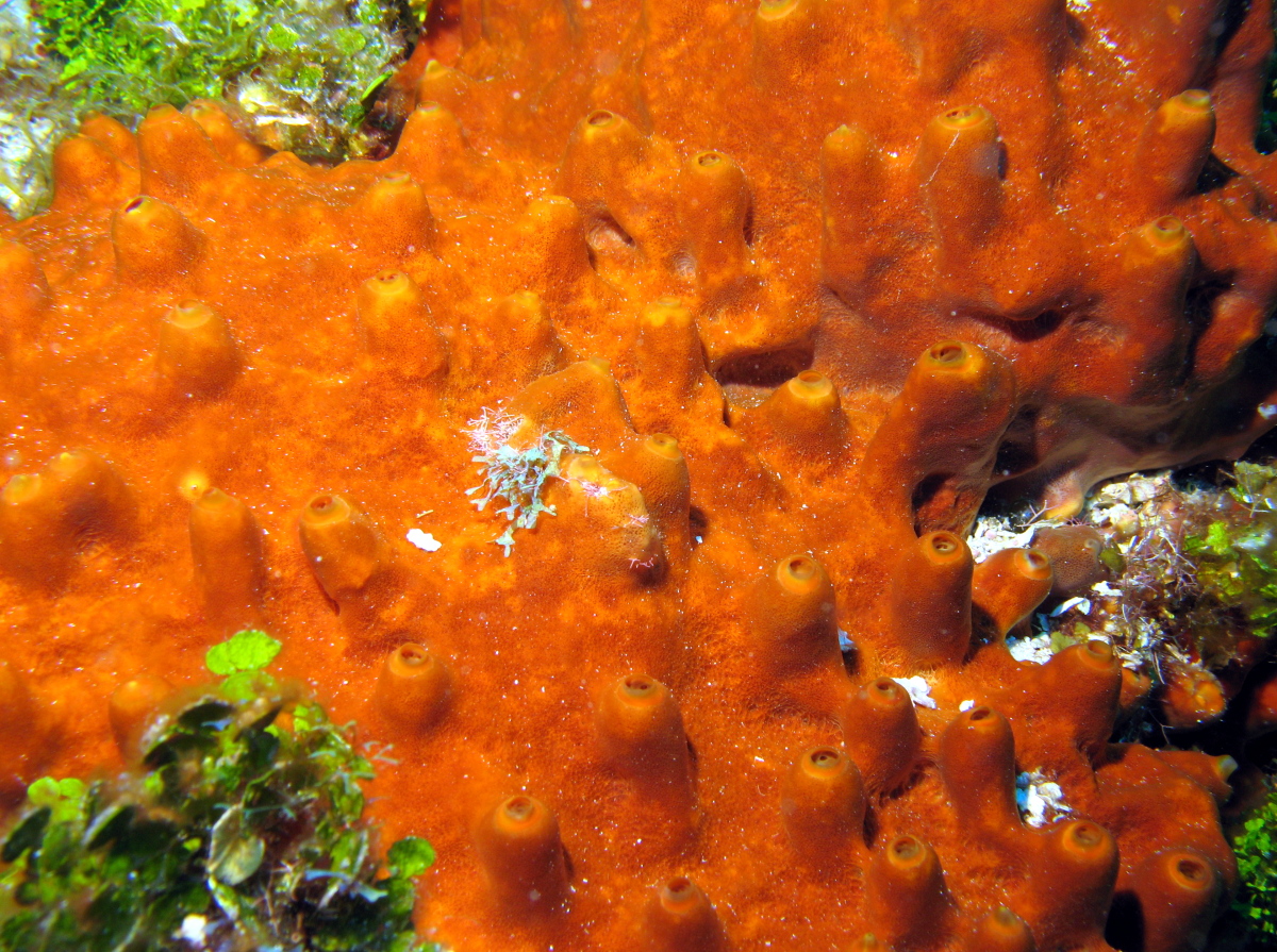 Brown Encrusting Octopus Sponge - Ectyoplasia ferox