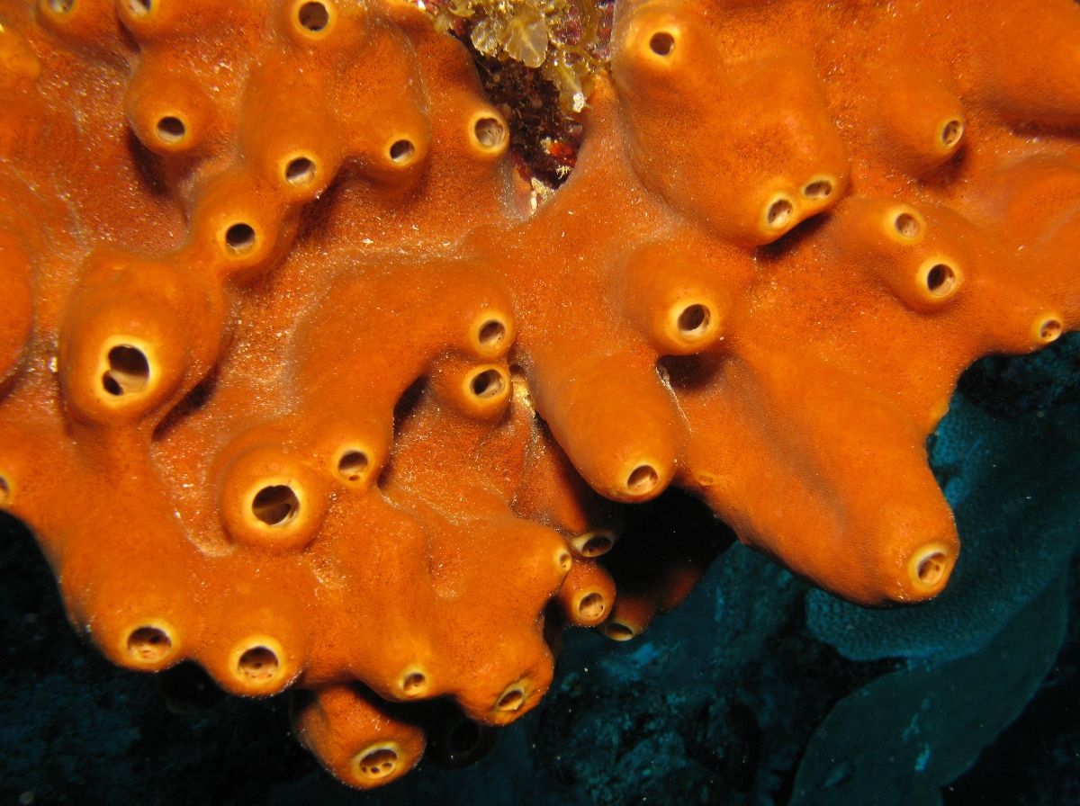 Brown Encrusting Octopus Sponge - Ectyoplasia ferox