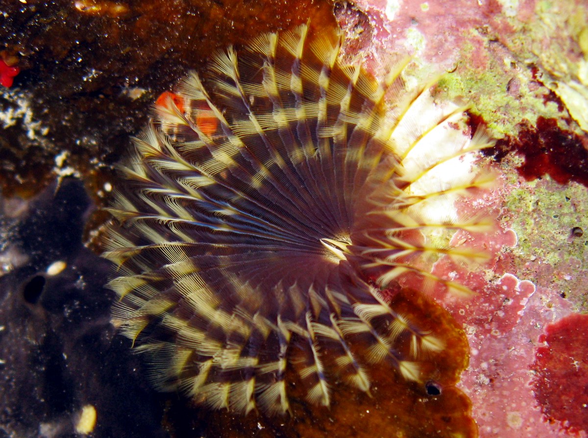 Brown Fanworm - Notaulax nudicollis - Cozumel, Mexico