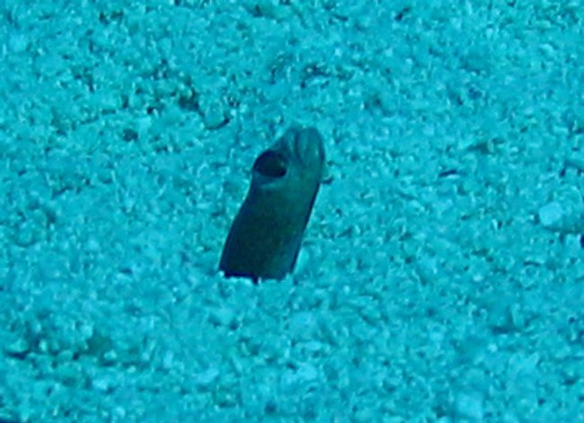 Brown Garden Eel - Heteroconger longissimus
