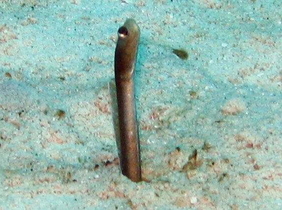 Brown Garden Eel - Heteroconger longissimus