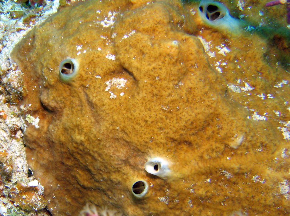 Brown Variable Sponge - Cliona varians