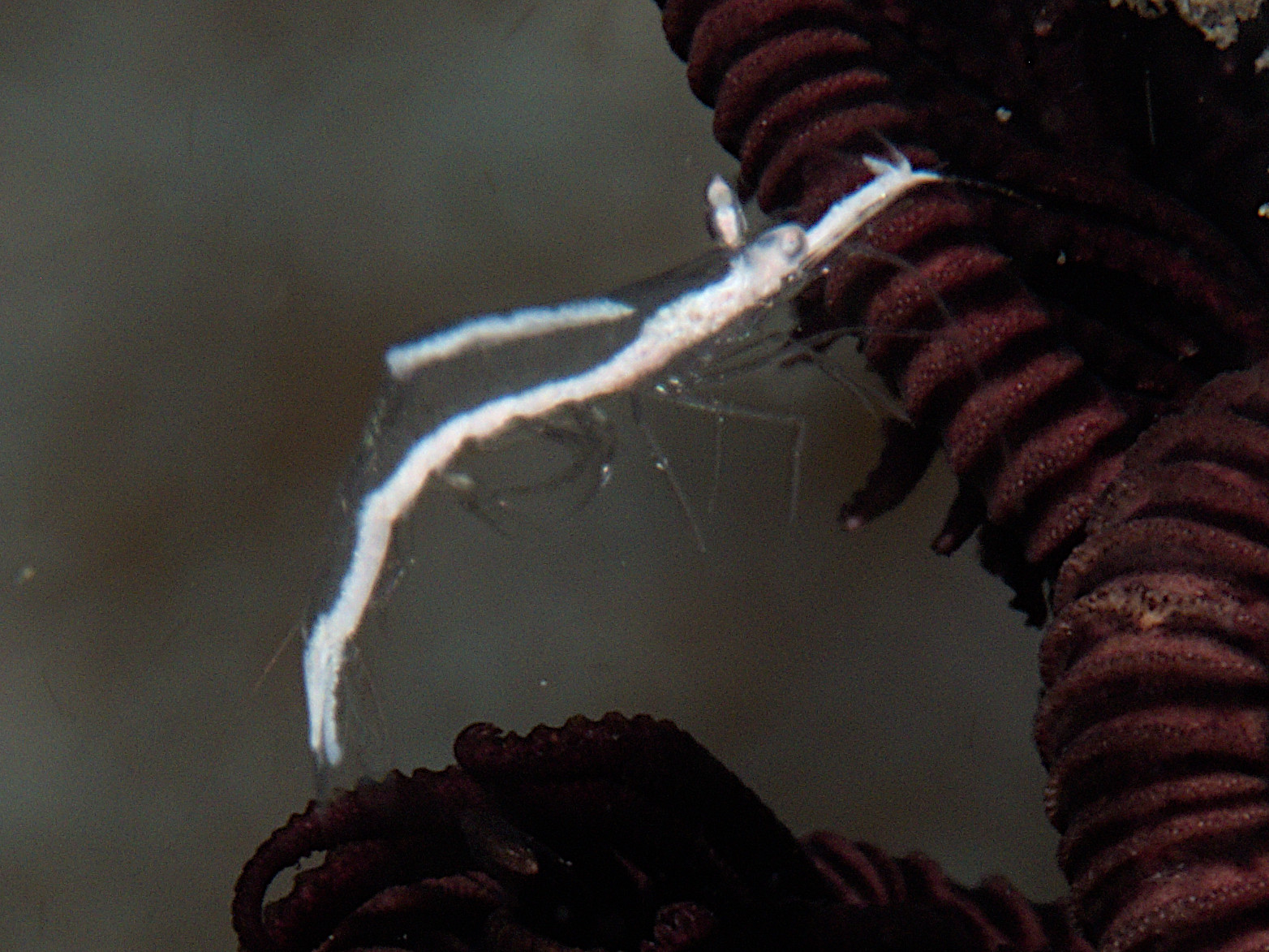 Pointed-Snout Crinoid Shrimp - Brucecaris tenuis