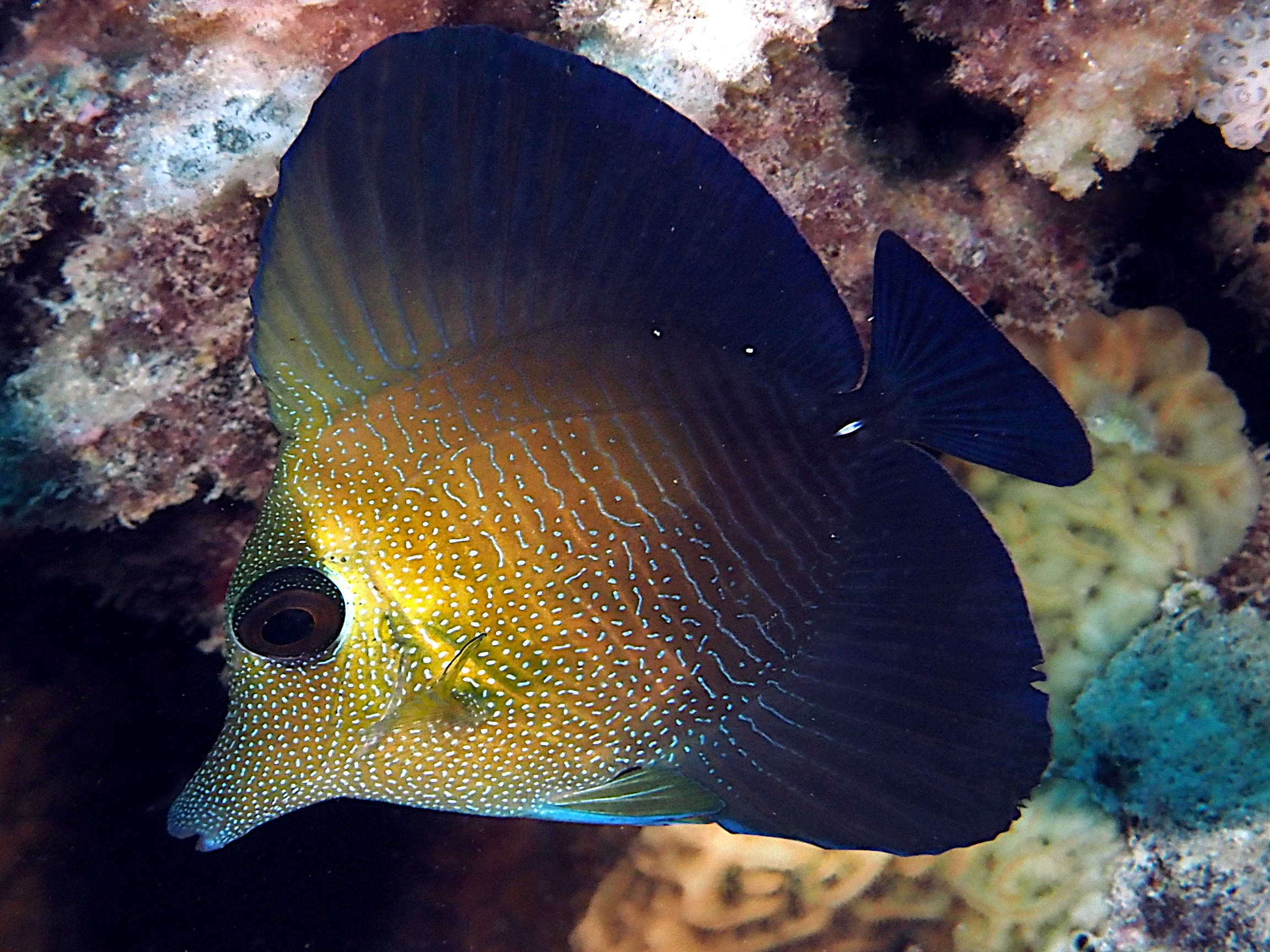 Brushtail Tang - Zebrasoma scopas