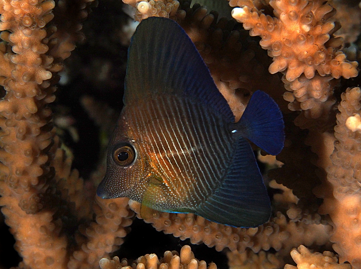 Brushtail Tang - Zebrasoma scopas