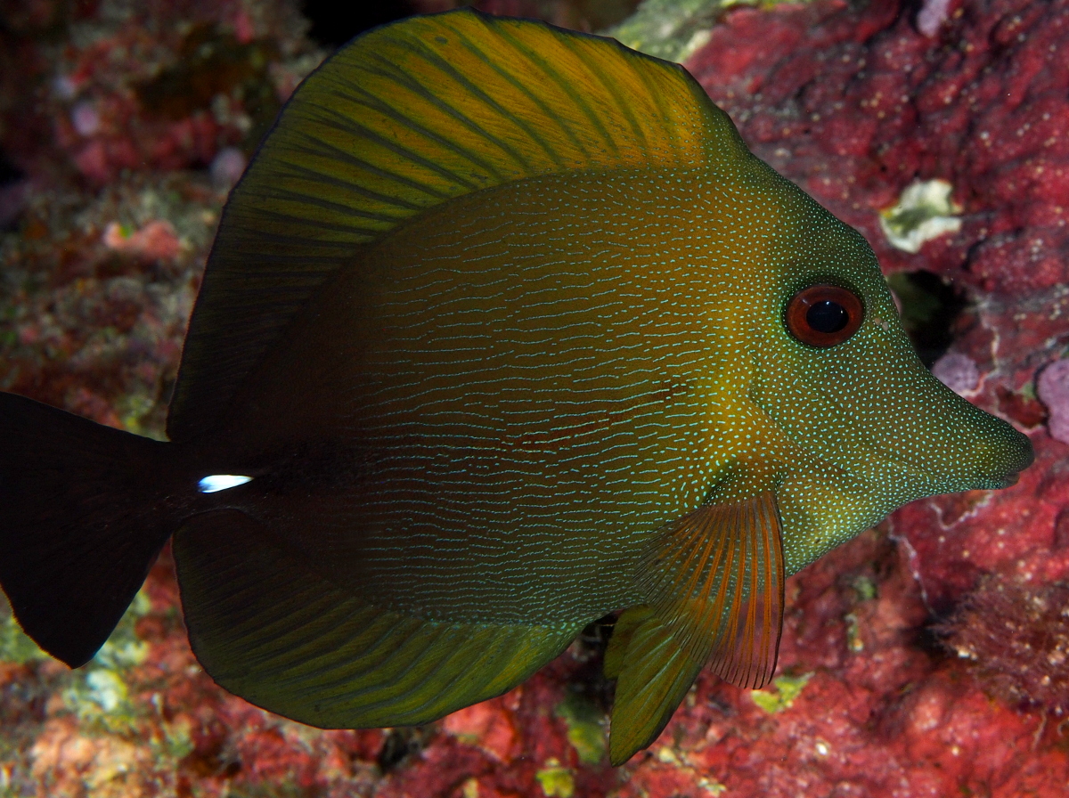 Brushtail Tang - Zebrasoma scopas