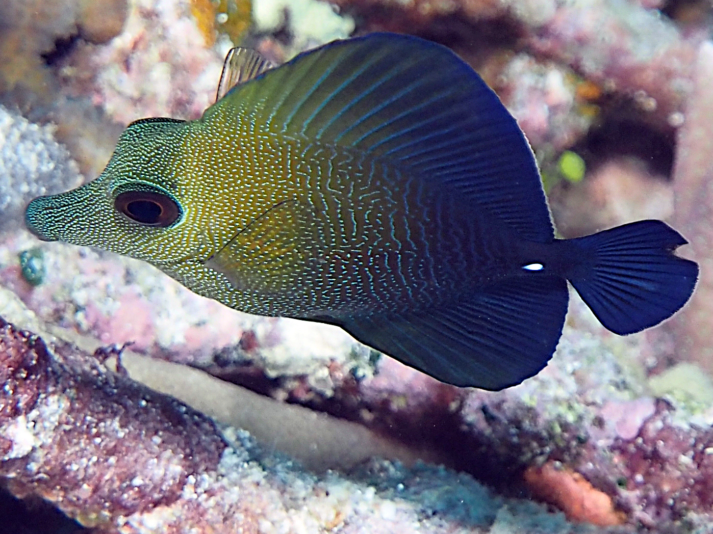 Brushtail Tang - Zebrasoma scopas