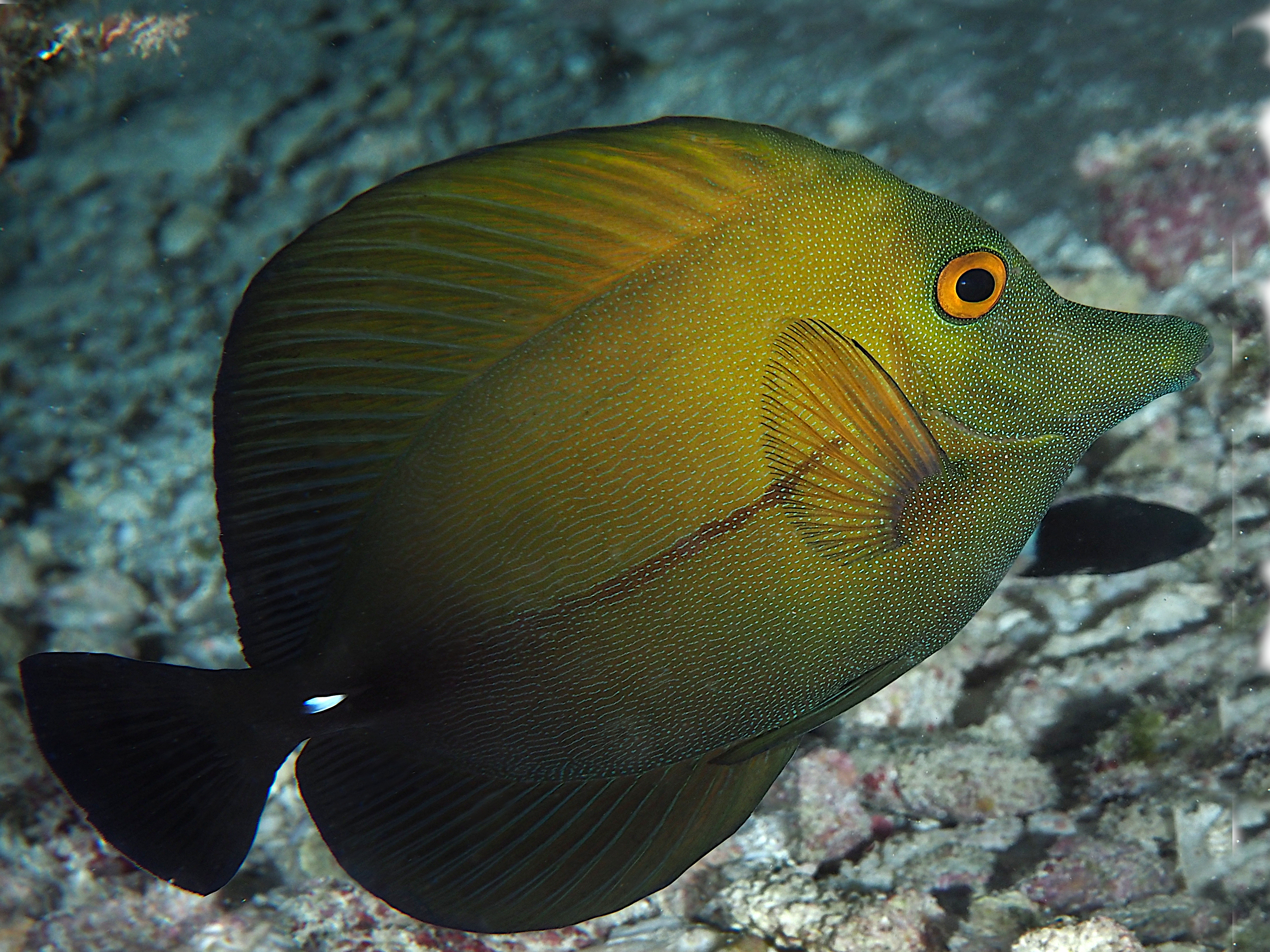 Brushtail Tang - Zebrasoma scopas