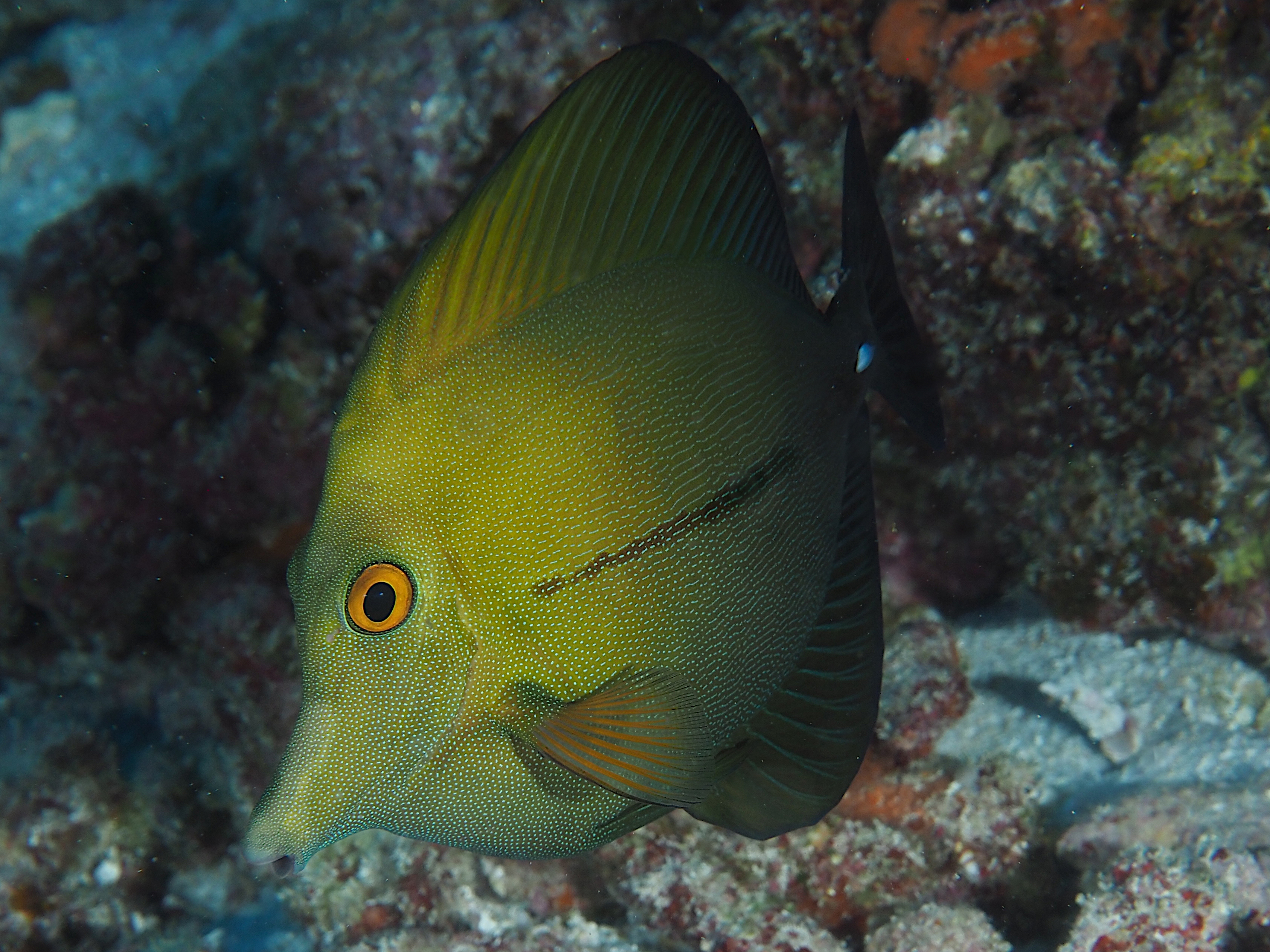Brushtail Tang - Zebrasoma scopas