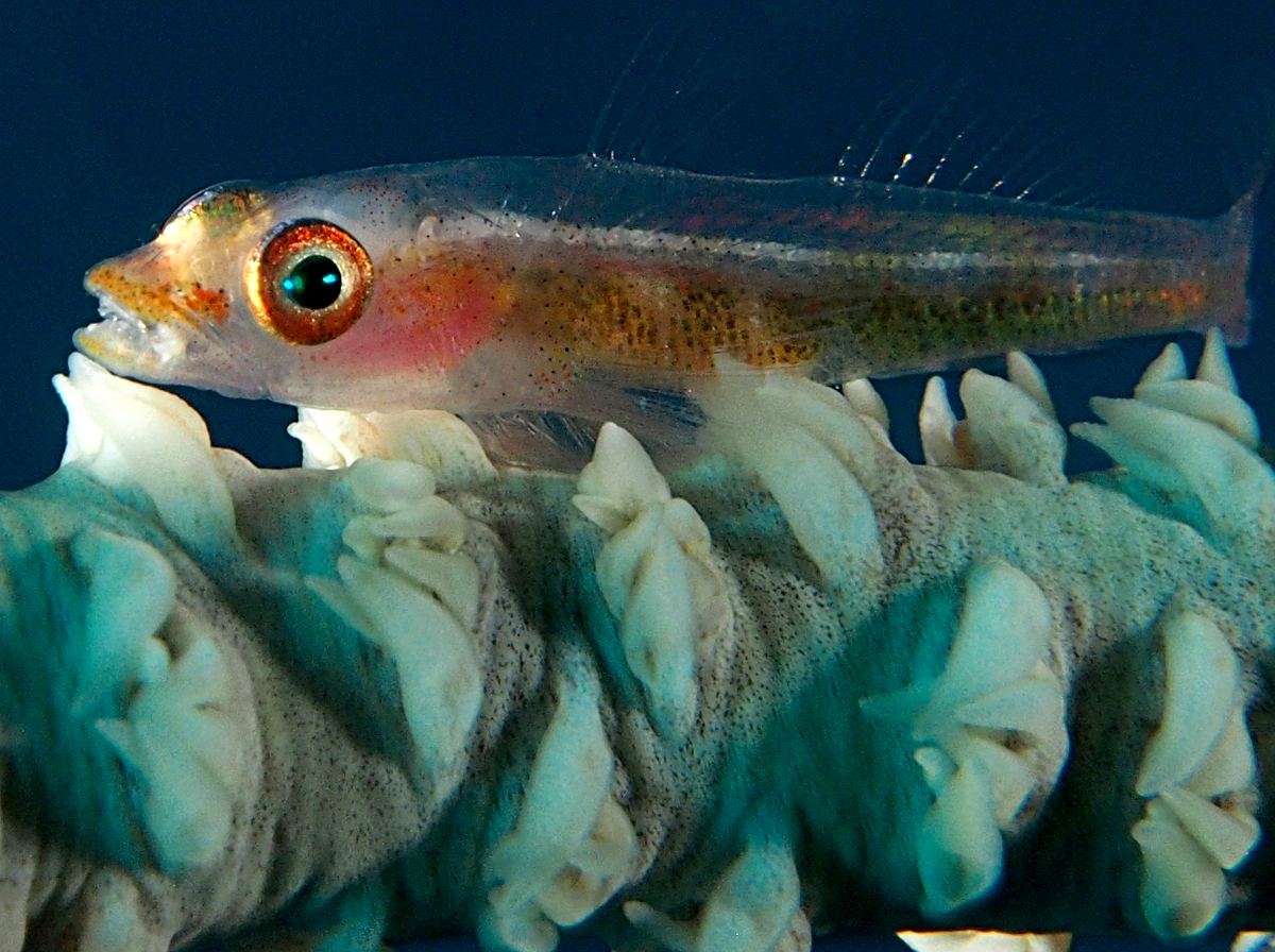 Translucent Coral Goby - Bryaninops erythrops