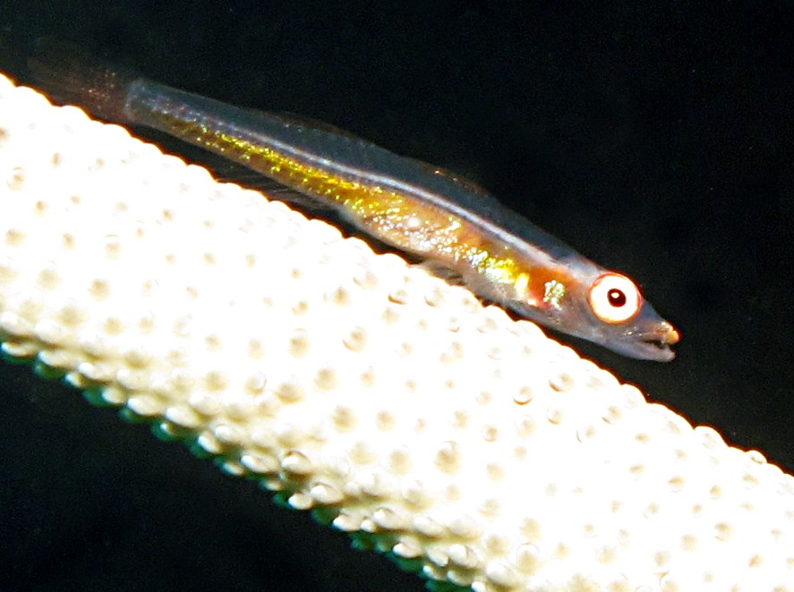 Translucent Coral Goby - Bryaninops erythrops