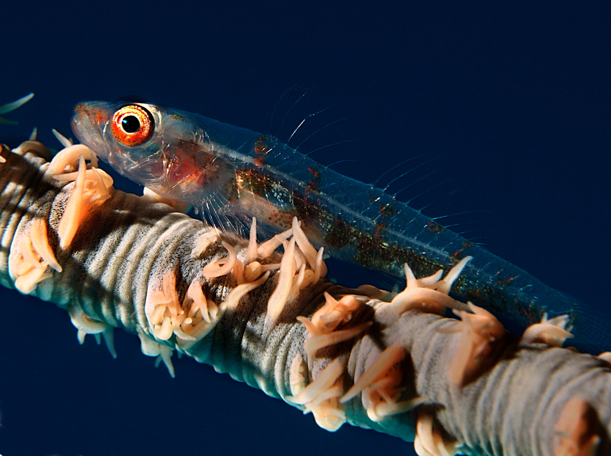 Wire Coral Goby - Bryaninops yongei