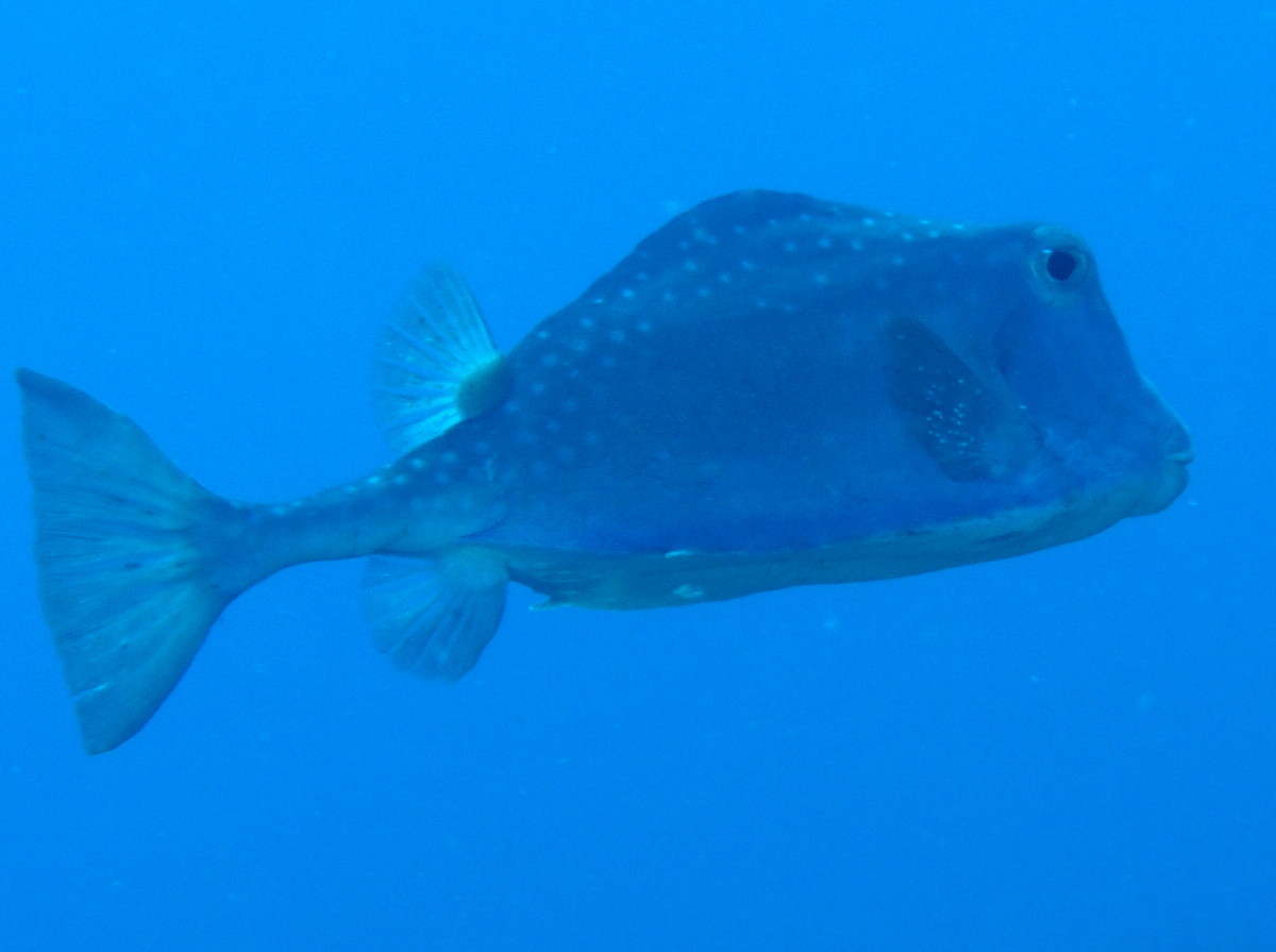 Buffalo Trunkfish - Lactophrys trigonus