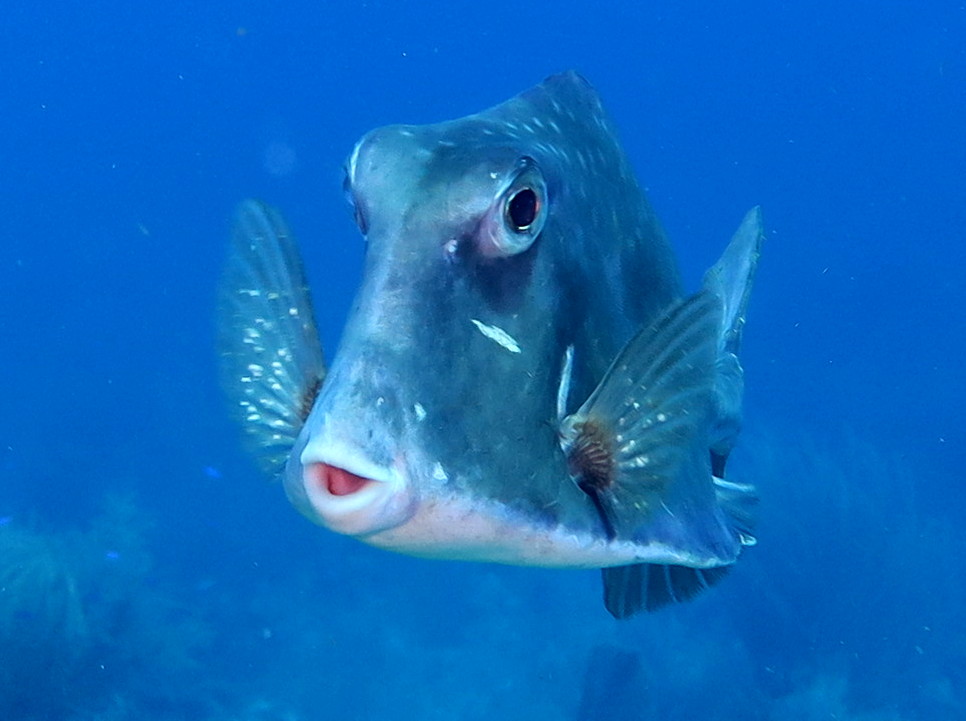 Buffalo Trunkfish - Lactophrys trigonus