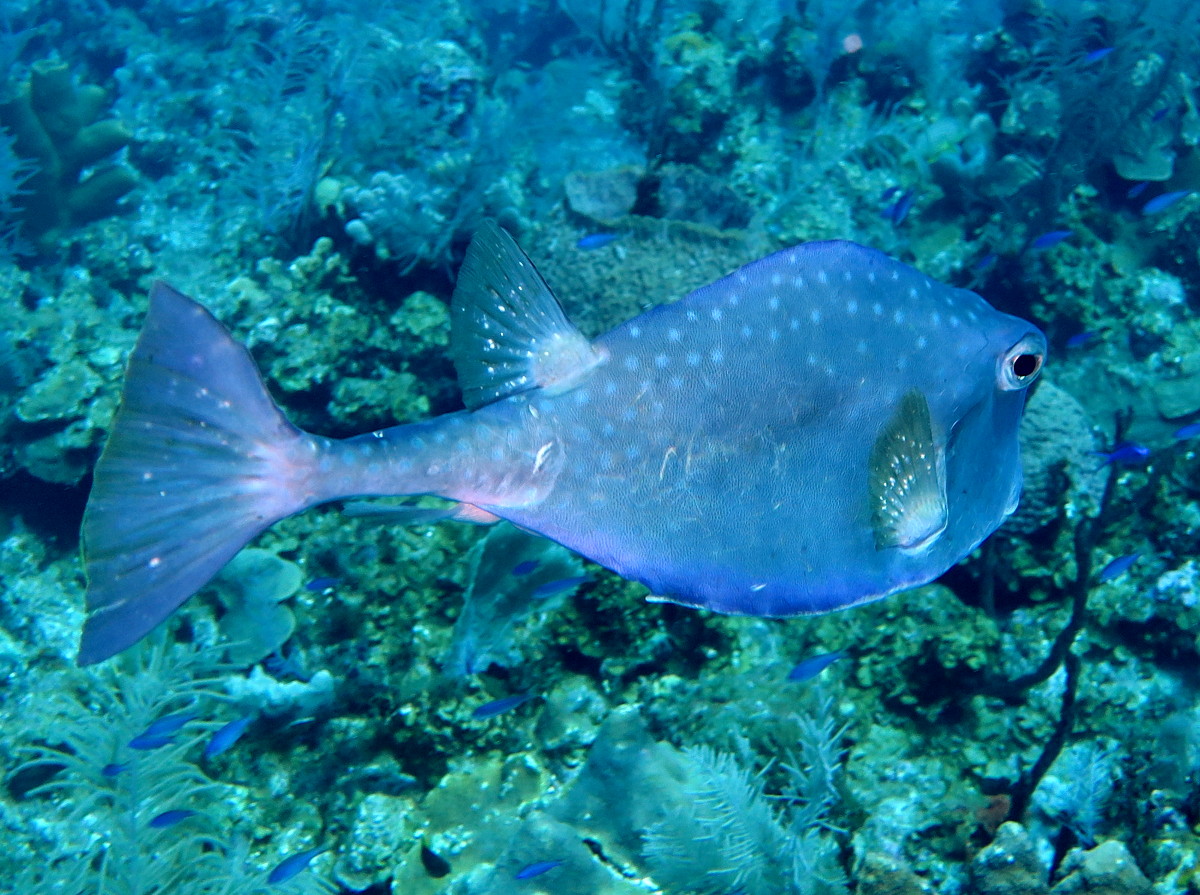 Buffalo Trunkfish - Lactophrys trigonus