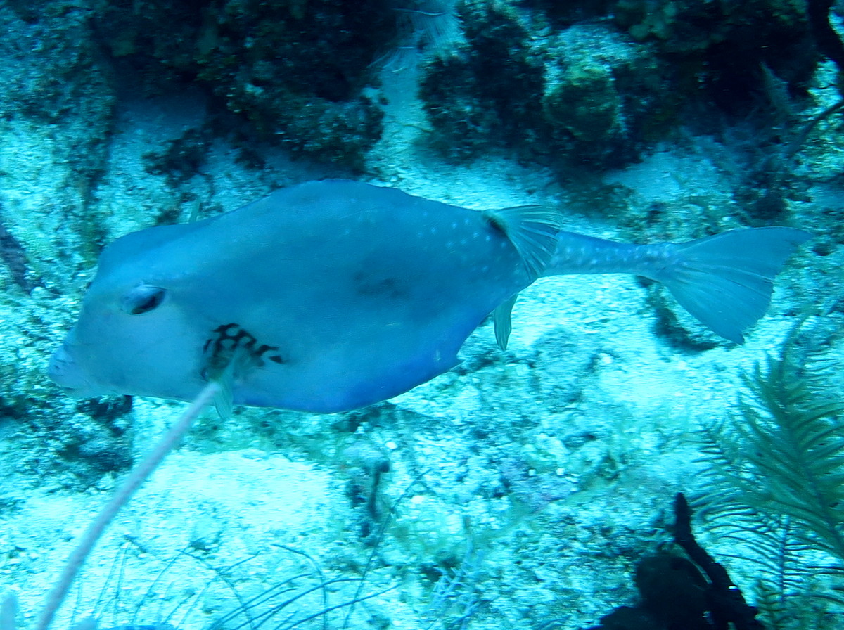 Buffalo Trunkfish - Lactophrys trigonus