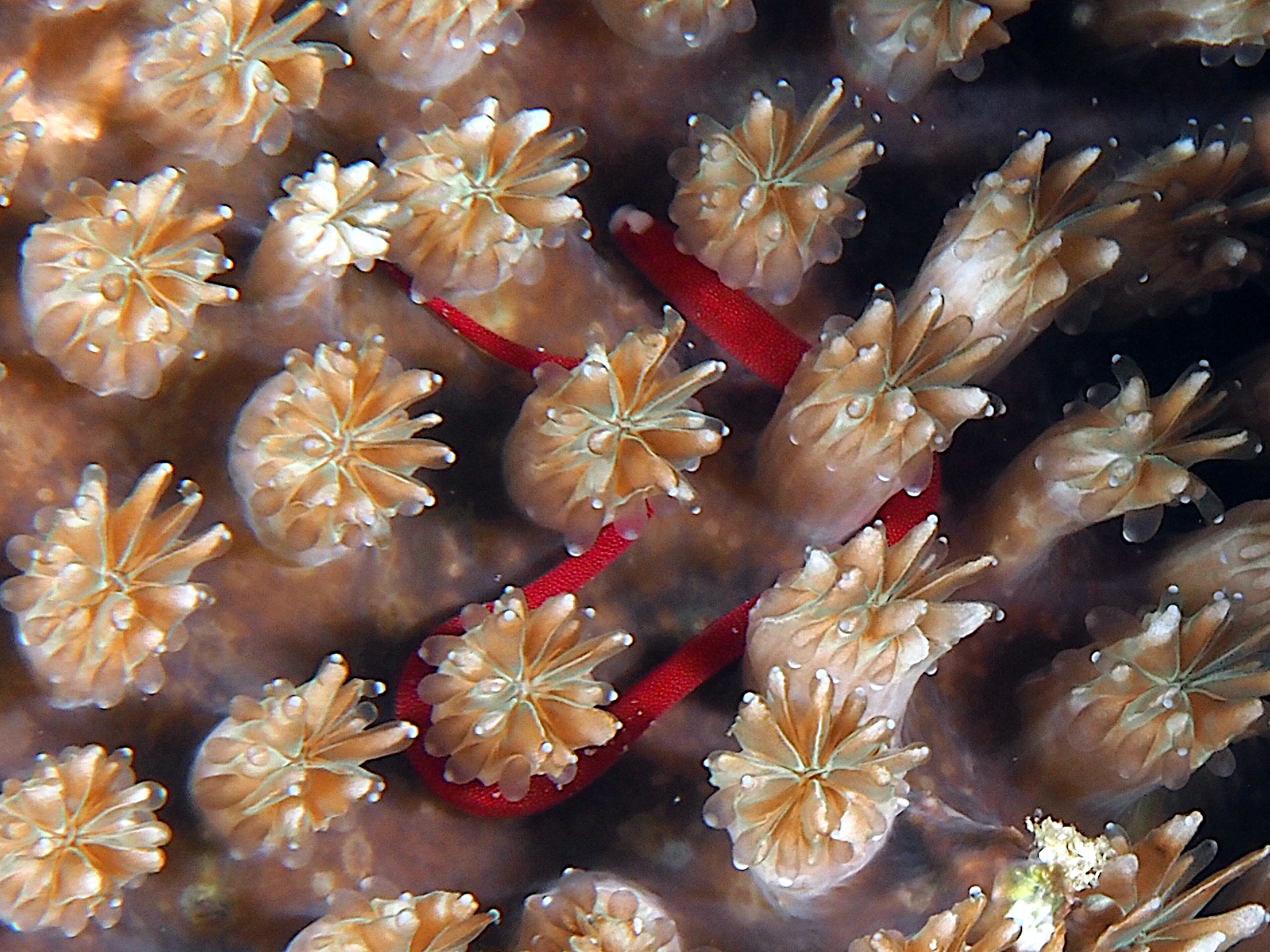 Bulbonaricus brauni - Bulbonaricus brauni - Komodo, Indonesia