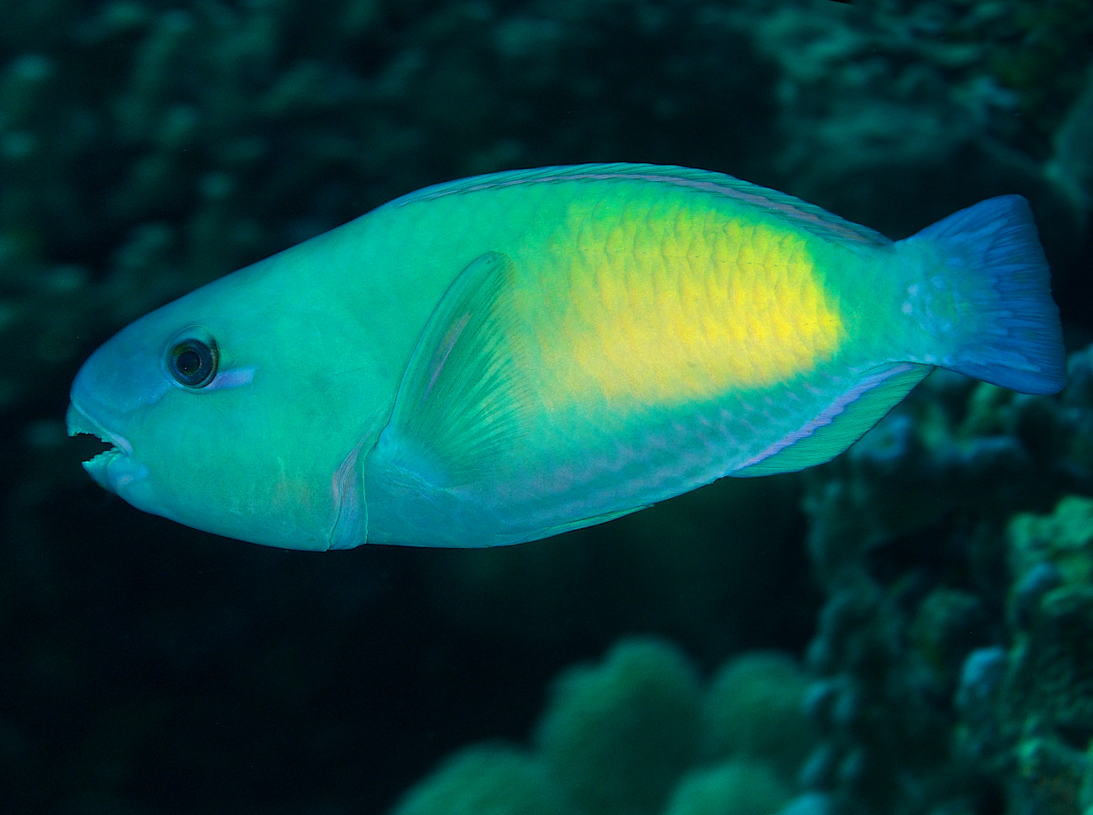 Pacific Bullethead Parrotfish - Chlorurus spilurus