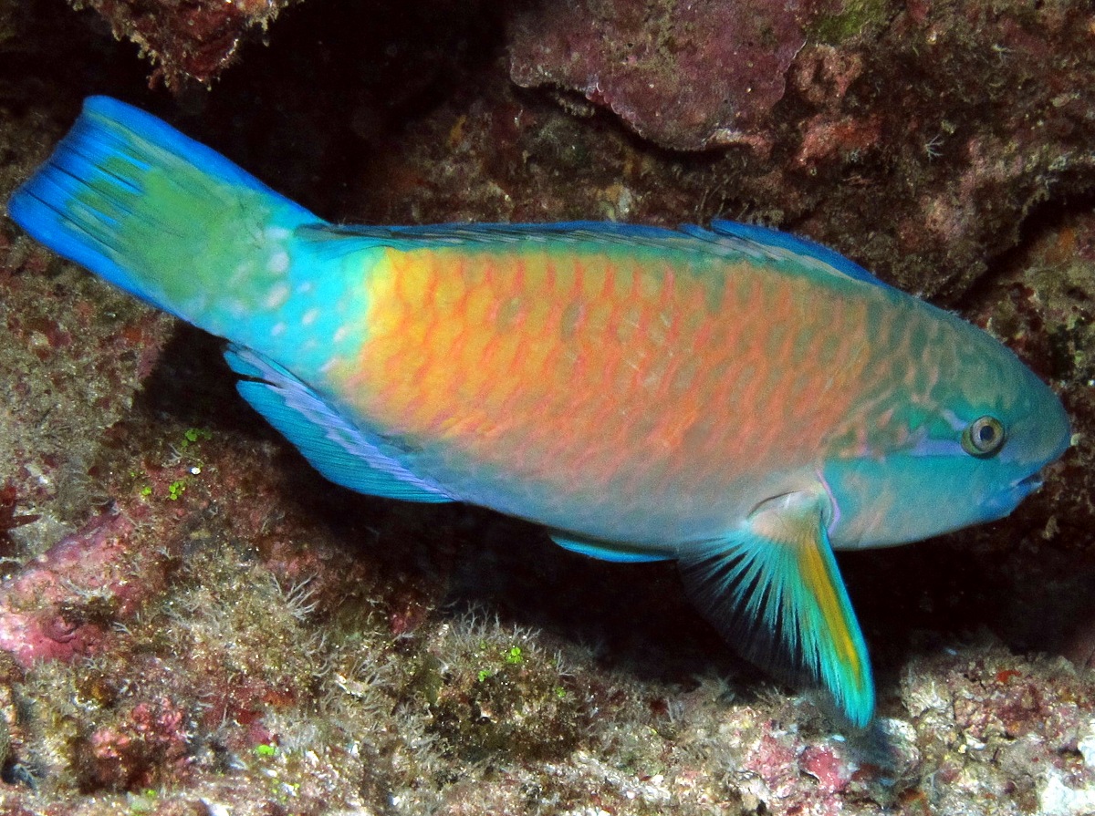 Pacific Bullethead Parrotfish - Chlorurus spilurus