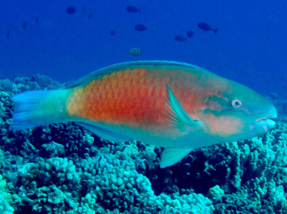 Pacific Bullethead Parrotfish - Chlorurus spilurus