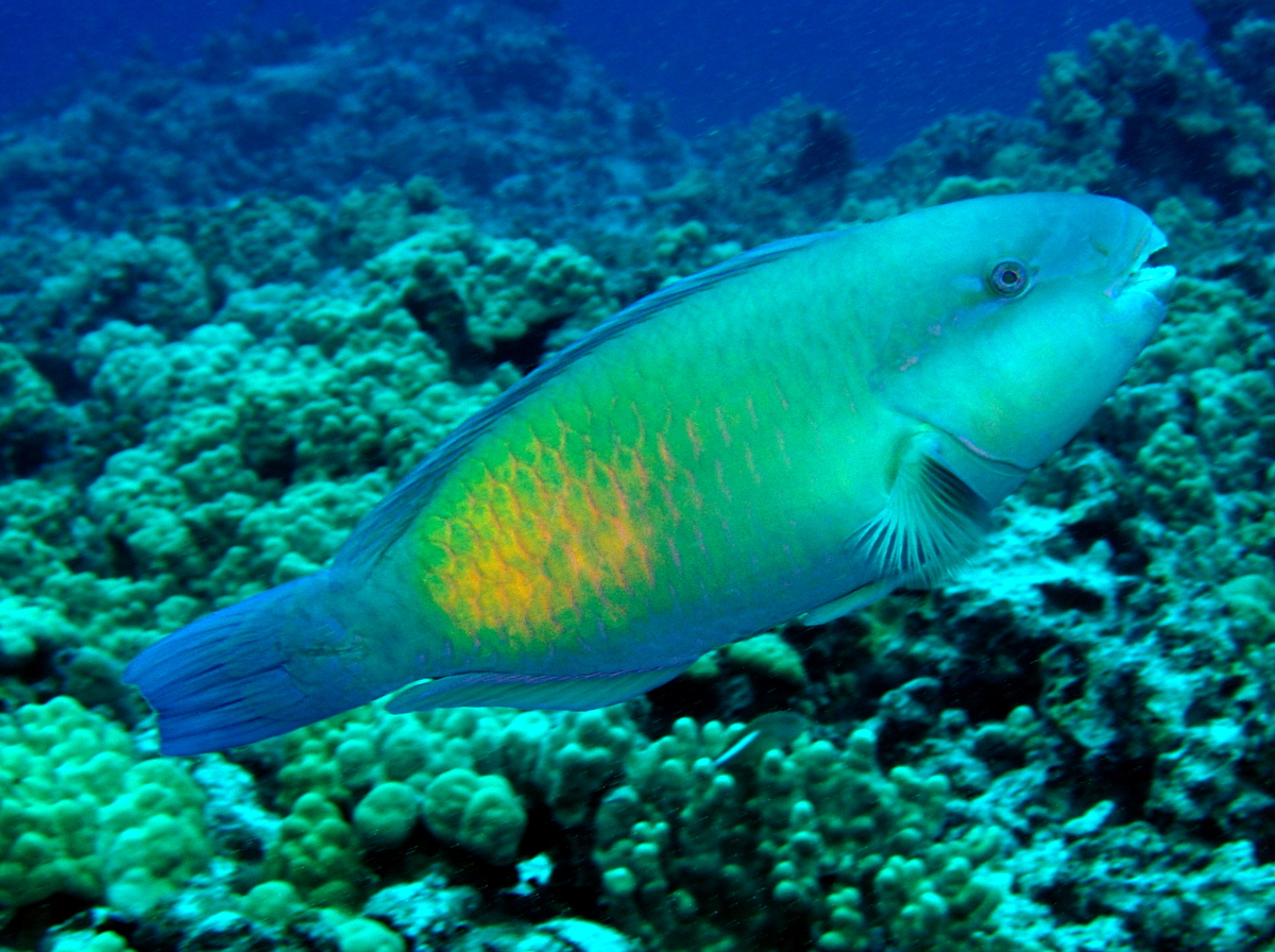 Pacific Bullethead Parrotfish - Chlorurus spilurus