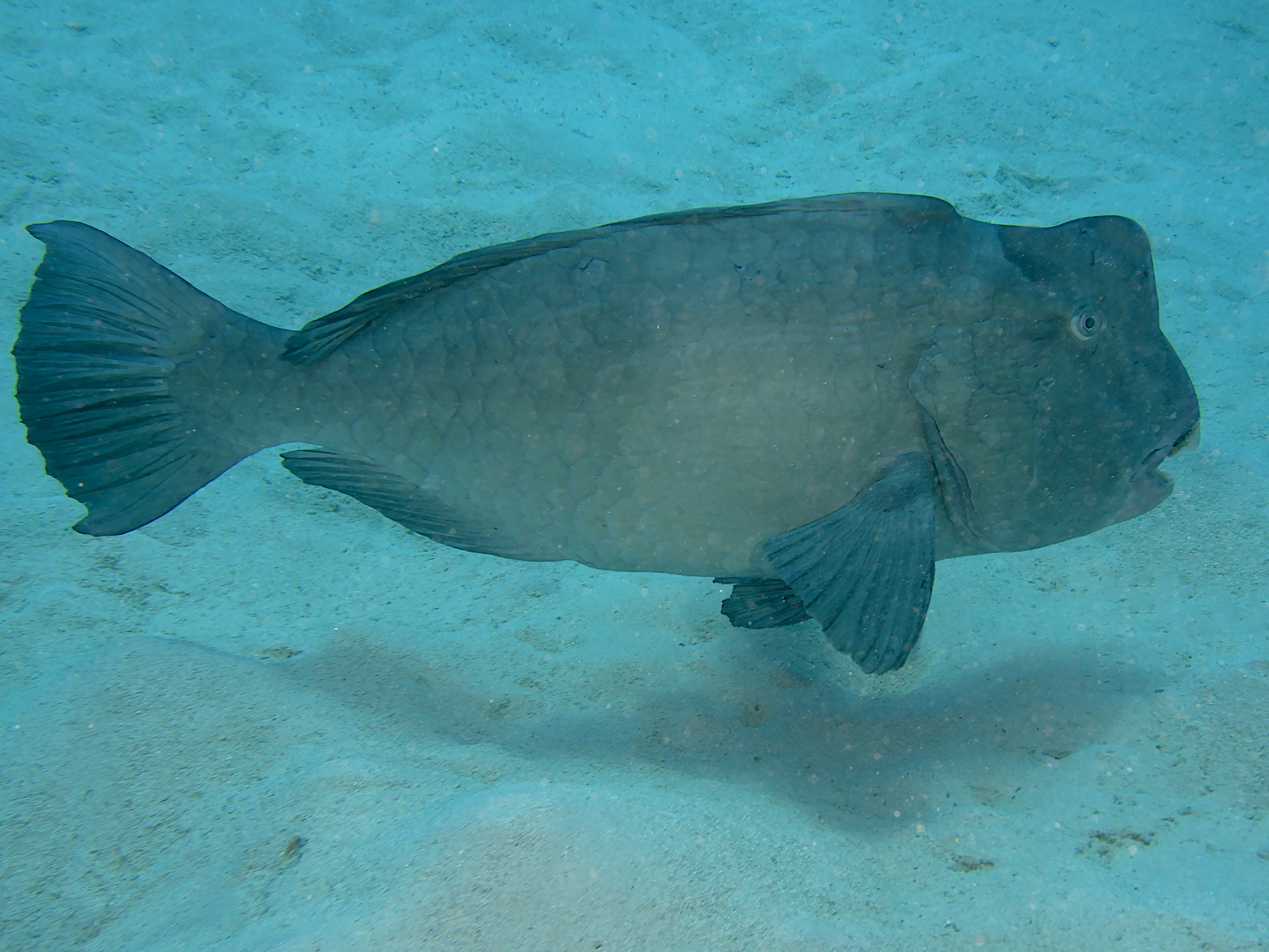 Green Humphead Parrotfish - Bolbometopon muricatum