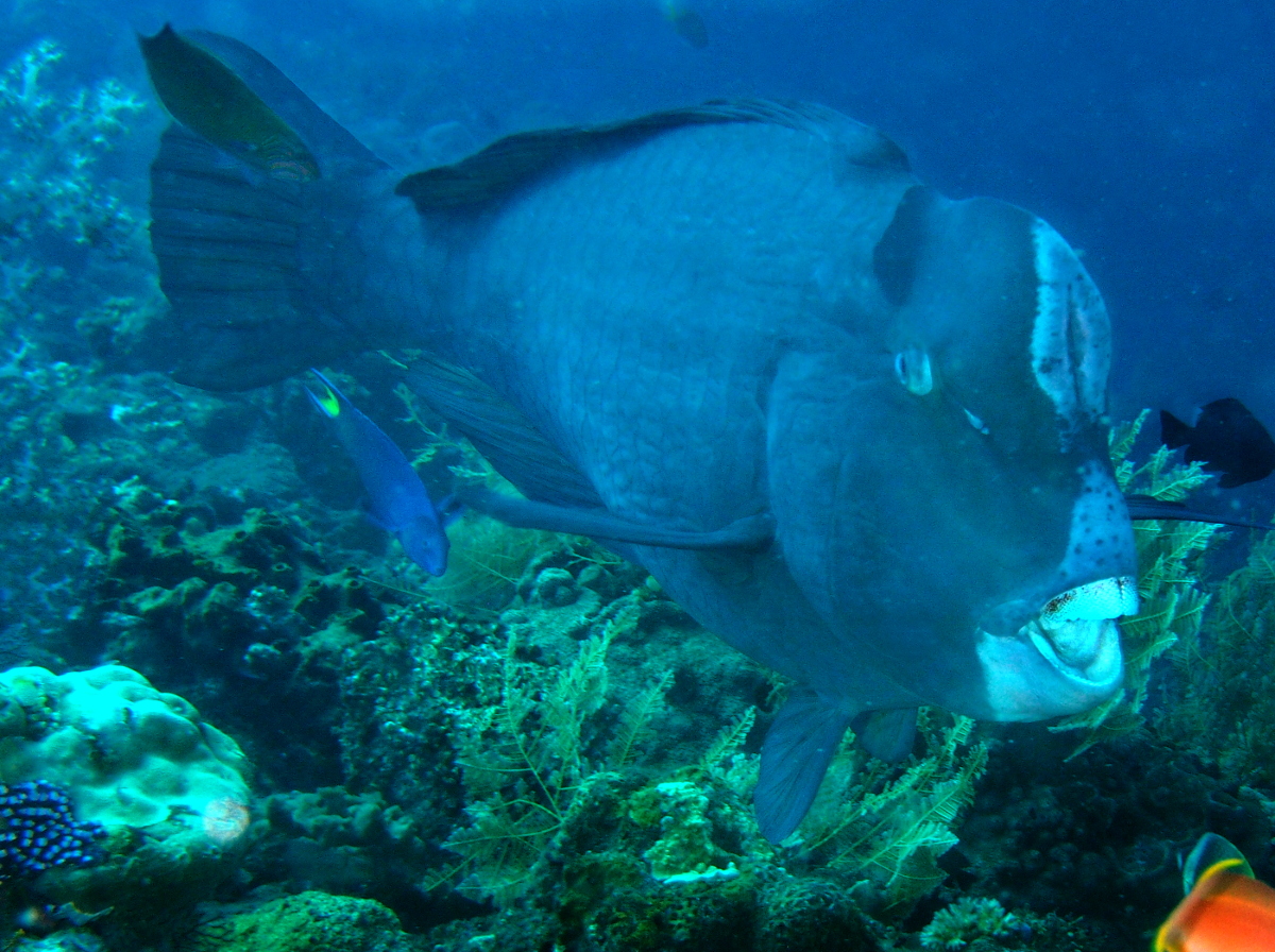 Green Humphead Parrotfish - Bolbometopon muricatum