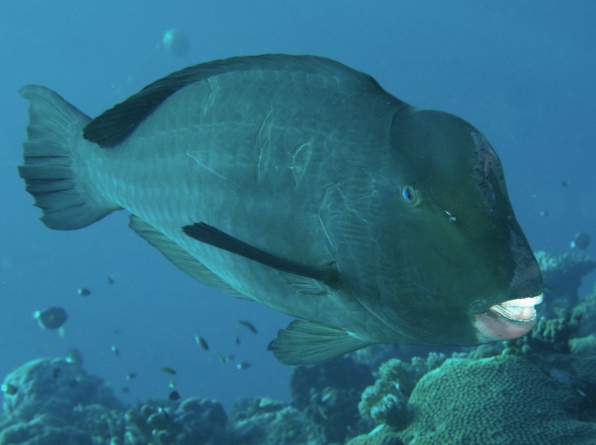 Green Humphead Parrotfish - Bolbometopon muricatum