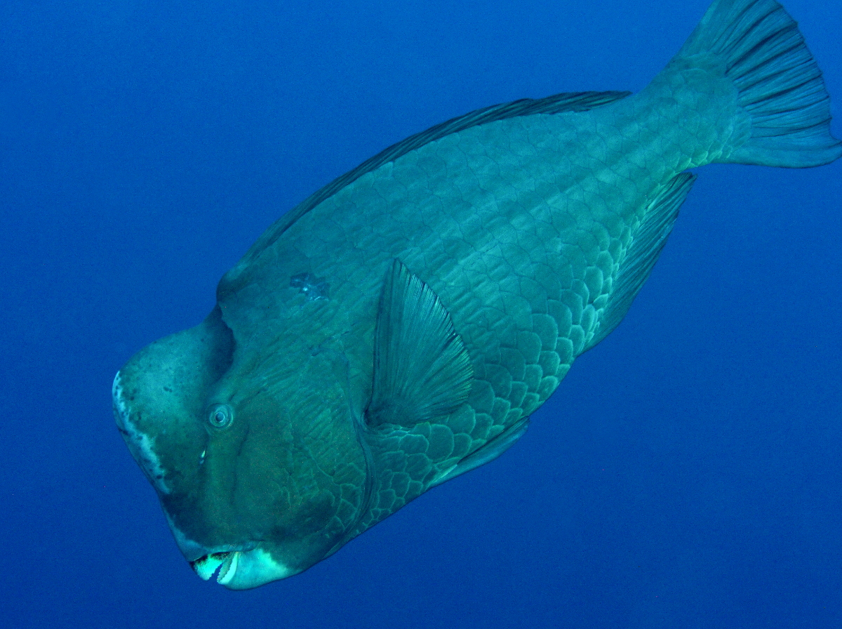 Green Humphead Parrotfish - Bolbometopon muricatum